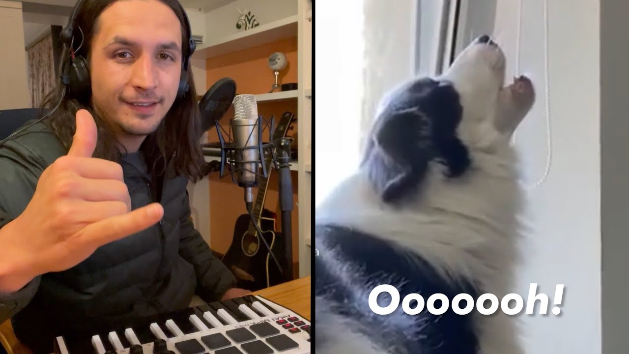 Oh Long Johnson x The Kiffness (Talking Cat Live Looping Reggae Remix) 